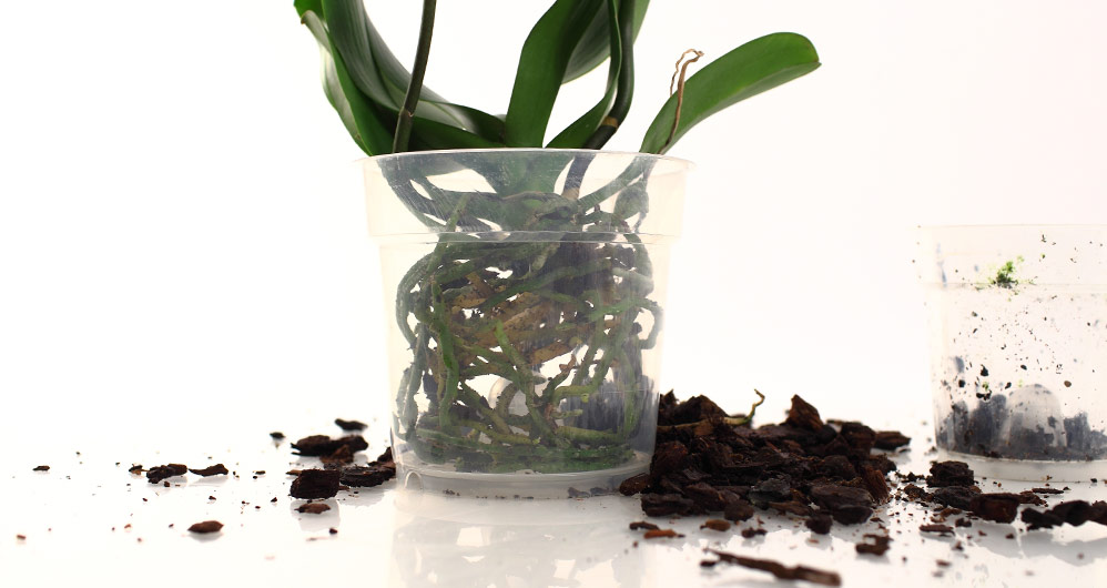 Phalaenopsis Orchid Repotting Just Add Ice Orchids